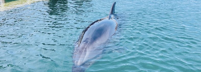 動物と触れ合う<br>コース実施風景